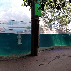 Dec. 2017 - Manatee Coast - Manatee Tank Panorama