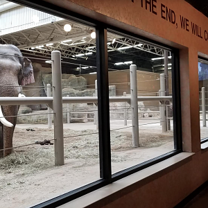 Feb. 2017 - Asia  Quest - Indoor Elephant Exhibit