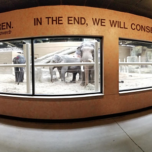 Feb. 2017 - Asia Quest - Indoor Elephant Exhibit Viewing Panorama
