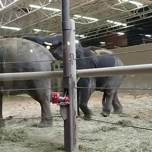 Video: Inside the Pachyderm House