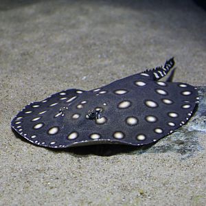 Bigtooth River Stingray