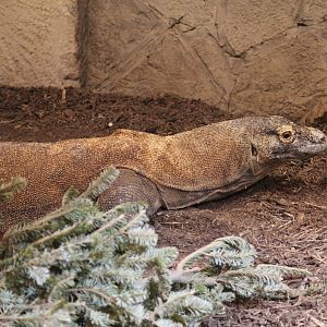 Komodo Dragon
