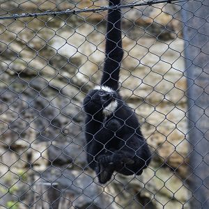 Northern White-Cheeked Gibbon