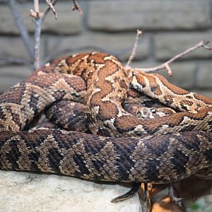 Santa Catalina Island Rattlesnake