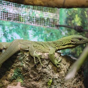Green Tree Monitor