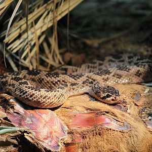 Huamantlan Rattlesnake