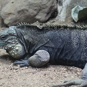 Cuban Rock Iguana