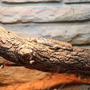 Pygmy Spiny-Tailed Skink
