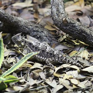 Giant Horned Lizard