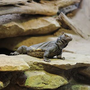 Sonoran Chuckwalla