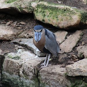 Boat-Billed Heron