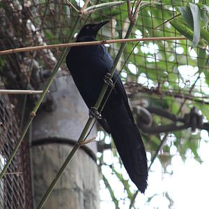 Great-Tailed Grackle?