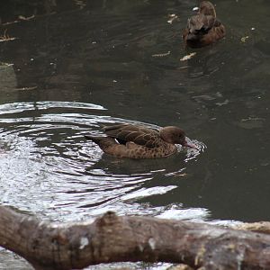 Madagascar Teal