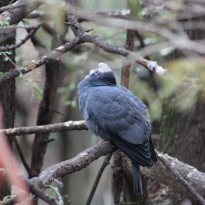 White-Crowned Pigeon