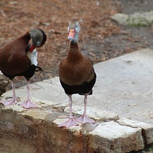 Northern Black-Bellied Whistling-Duck