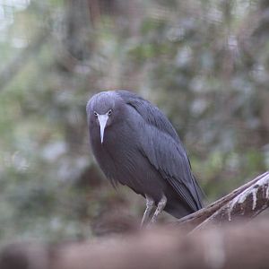 Little Blue Heron