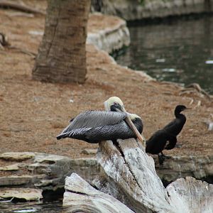 Eastern Brown Pelican