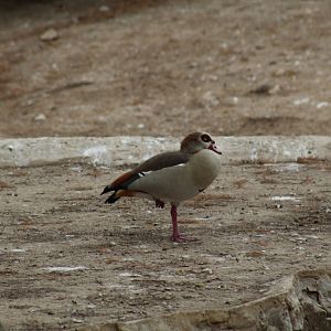 Egyptian Goose