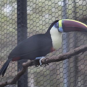 Red-Billed Toucan