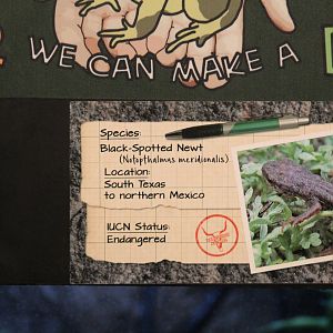 Black-Spotted Newt Signage