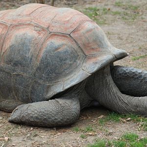 Aldabra Giant Tortoise