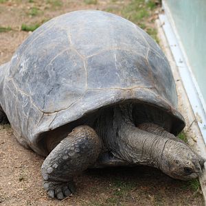 Aldabra Giant Tortoise