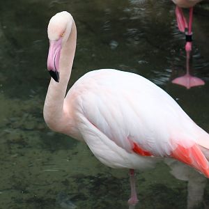 Greater Flamingo