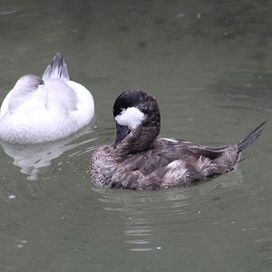 Odd Colored Ruddy Ducks