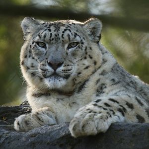 Snow leopard (Panthera uncia)