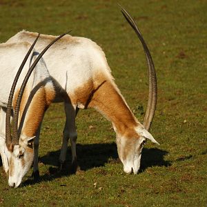 Scimitar-horned oryx (Oryx dammah)