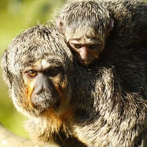 White-faced saki (Pithecia pithecia)