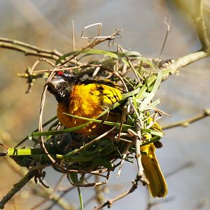 Abyssinian village weaver (Ploceus cucullatus abyssinicus)