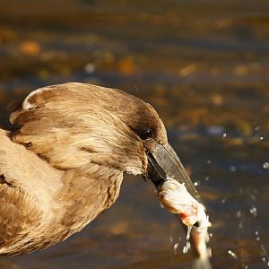 Hamerkop (Scopus umbretta)