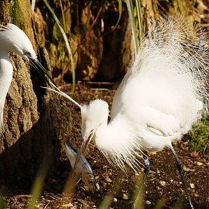Little egret (Egretta garzetta)