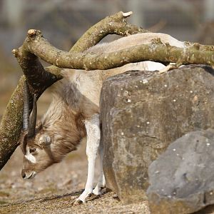 Addax (Addax nasomaculatus)