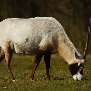 Arabian oryx (Oryx leucoryx)