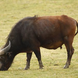 Forest buffalo  (Syncerus caffer nanus)