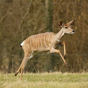 Lesser kudu (Tragelaphus imberbis)