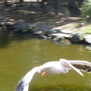 Pelican in flight show Kobe animal kingdom July 2016