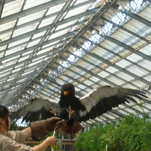 Bataleur in falconry show Kobe animal kingdom July 2016