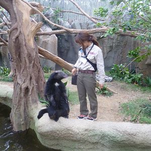 Binturongs being fed and trained Kobe animal kingdom 2016