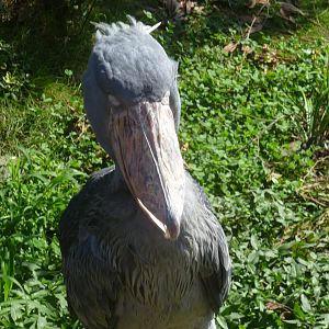 shoebill in Kobe animal kingdom June 2016