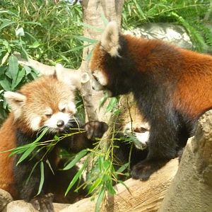 Lesser pandas in Kobe animal Kingdom 2016