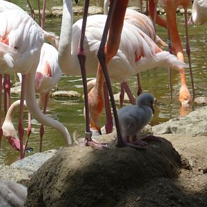 Flamingos and chick summer 2016