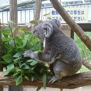 Koala summer 2016
