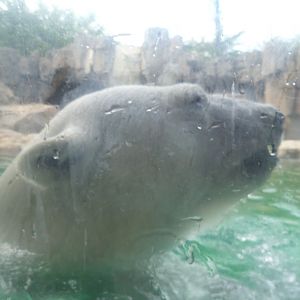 Polar bear summer 2016