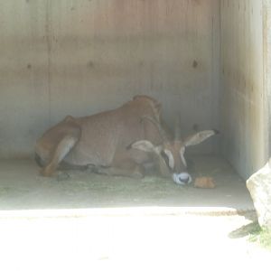 roan antelope resting July 2016