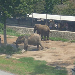 Elephants as seen by the sky lift July 2016