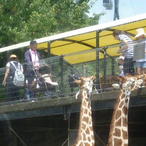 Visitors feeding giraffes July 2016