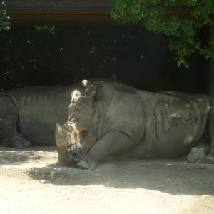 White rhinoceroses resting in shade July 2016